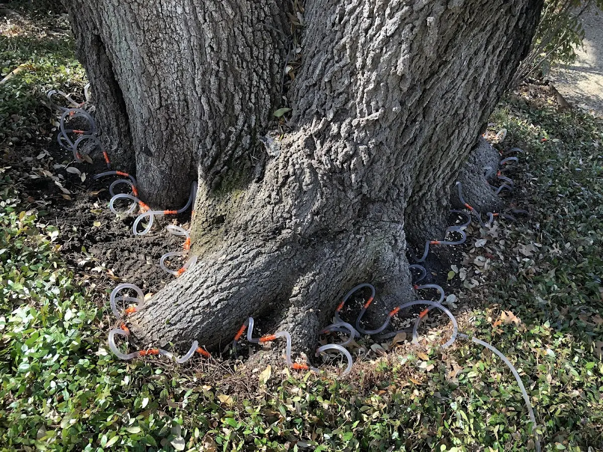 Detailed Tree Cabling and Bracing job site in Beech Bottom